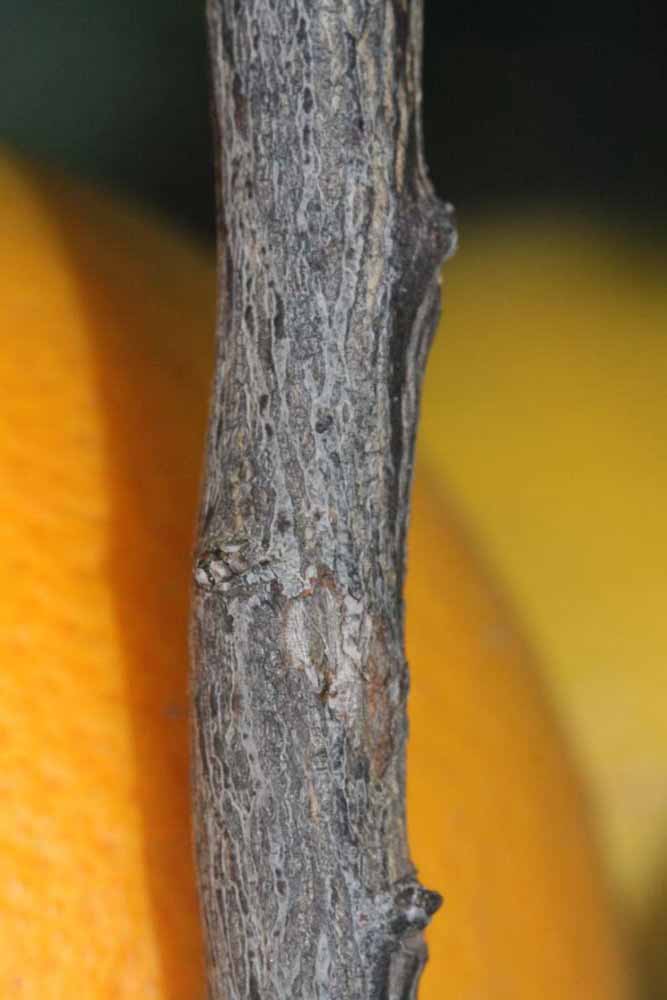              Second - third year twig (Riverside, CA)       